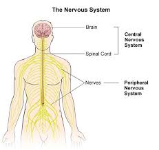 The central nervous system consists of the brain and the spinal cord. Nervous System 3rd Period Group 6 Running