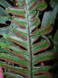 Image result for Pteris