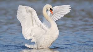 Man Drowns After Being Attacked By Swan Spirit Animal Totem Beautiful Swan Mute Swan