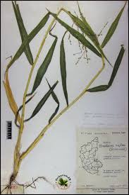 Image result for Urochloa deflexa