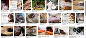 Check spelling or type a new query. Infected Neuter Incision Dog Pictures Gallery In 2021 Dog Pictures Neuter Dogs