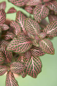 It is a strong rebloomer and will deliver plenty of rich pink flowers through the summer and into the fall. 15 Stunning Plants That Are Naturally Pink Pink Leaf Plant Plants Pink Plant