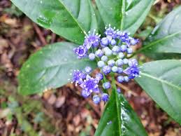 Image result for Dissotis melleri