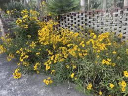 Image result for Helianthus angustifolius
