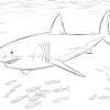 My first big book of easy educational coloring pages of animal letters a to z for boys & girls, little kids, preschool and kindergarten publishing, go inspire on amazon.com. 1