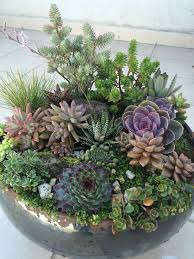 Pin By Yvi Kcoppla On Suculentas Succulents Garden Succulent Garden Diy Succulent Garden Design