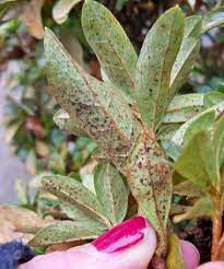 When i treat for bugs, i know that i'm going to get rid of them. Portland Nursery Garden Center Resources For All Your Gardening Needs Including Azalea Lace Bug Control