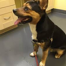 Since 1954 pet haven animal hospital has been providing the highest quality in pet health care and service. Photos At One Love Animal Hospital Veterinarian In Brooklyn