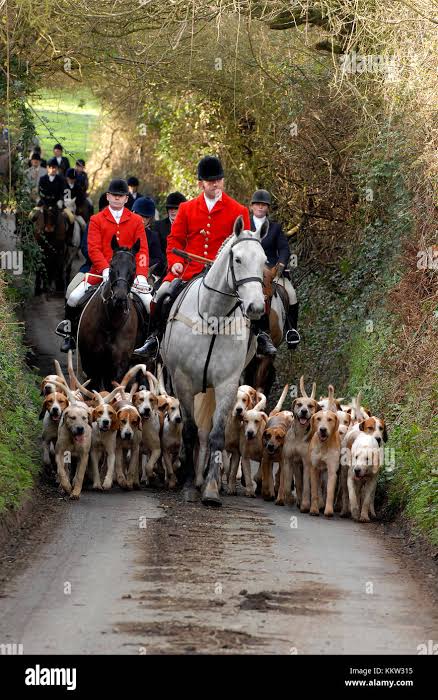a traditional british countryside fox hunt with hounds being led by a huntsman wearing a red coat on a country lane. fox hunting with hounds Stock Photo - Alamy