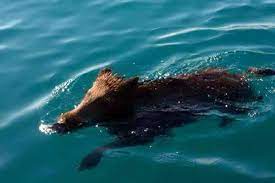 Nonostante possa sembrare paradossale, non è così insolito trovare dei cinghiali in mare. Emka4bypowmmam