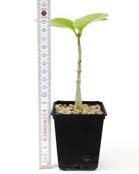 Image result for Fockea multiflora