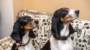 Image result for bernský honič