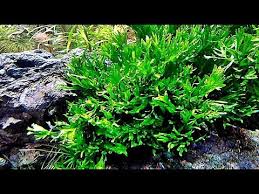 Hal yang perlu diketahui dalam pembuatan variabel di java adalah cara penulisannya. Java Fern Windelov Adalah Tanaman Aquascape Sederhana Tanpa Co2 Injection Youtube