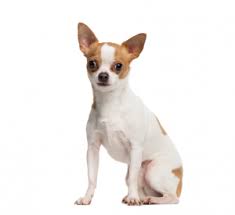 Chihuahua Nao Assusta Ninguem Por Seu Reduzido Tamanho Mas E Um Excelente Companheiro Manual Pet