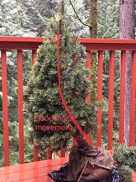 Flowers & gifts $50 & under. Christmas Bonsai Beginners Mirai Forum