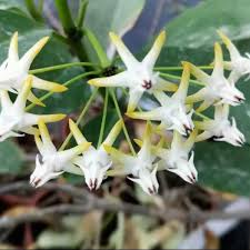Image result for hoya multiflora