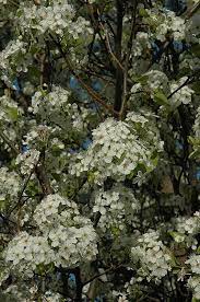 Tree with white flowers in spring ontario. 12 Best Trees To Plant In Southwestern Ontario Simpliscapes London Ontario