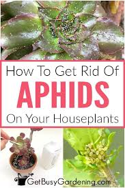 There are four basic essential oils to choose from when it comes to creating your natural repellent: How To Get Rid Of Aphids On Houseplants For Good Get Busy Gardening
