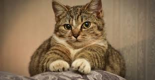 5 Raisons Pour Lesquelles Votre Chat Petrit Avec Ses Pattes The seventh item in the first column of these samples (in the link below) resembles des pattes de chat. votre chat petrit avec ses pattes