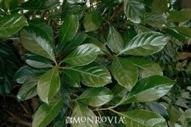 A list of evergreen hedges is as follows: Hedge Ideas For North Central Central Fl