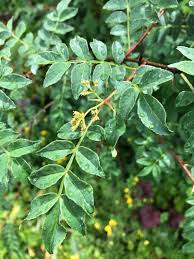Image result for Zanthoxylum