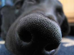 Why Is My Dog S Nose Dry