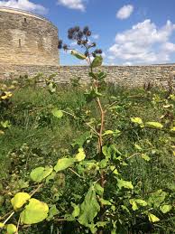 Avoid eating fruits, seeds, roots and tubers of wild plants as the toxicity of. Burdock It S More Than Just Burs Four Season Foraging