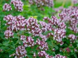 Check spelling or type a new query. 25 Best Types Of Ground Cover Plants And Flowers You Can Grow Florgeous