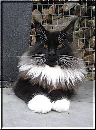 Black And White Tabby Maine Coon Pin On Maine Coon Cat