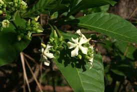 Image result for Voacanga africana