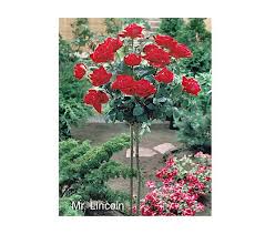 A rose tree is a rose bush grafted to an older, stronger straight stem so the 'tree' is tall and stands above the rest of the garden. Cottage Farms Mr Lincoln 36 Standard Tree Rose Qvc Com