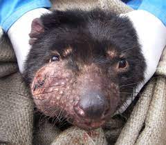 Wild tasmanian devils can only be found in tasmania (australia). Tasmanian Devils Look Set To Conquer Their Own Pandemic