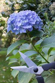 Pin On In The Garden