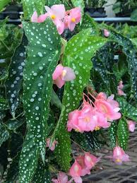 The angel wing begonia has attractive colorful foliage and is also a flowering house plant. Angel Wings Begonia Pahl S Market Apple Valley Mn