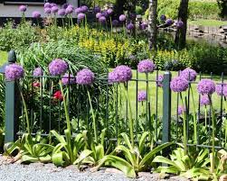Allium, or flowering onions as they are sometimes called, are found in the same family as allium are typically planted in fall. The Four Most Impressive Giant Alliums For Your Garden Farmer Gracy S Blog