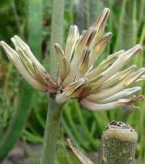 Image result for Ceropegia simplex