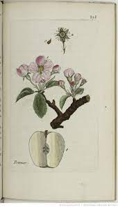pyrus malus le pommier comment dessiner une fleur planche botanique coloriage de chien husky gratuit