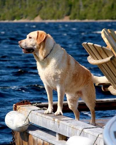 Labrador Retriever 