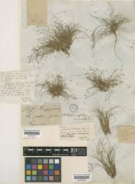 Image result for Eleocharis retroflexa