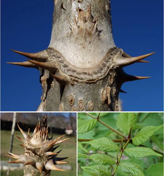 Armed and Dangerous Plants in the Arnold Arboretum (Part 1) - Arnold  Arboretum