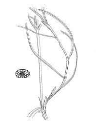 Image result for Potamogeton pusillus