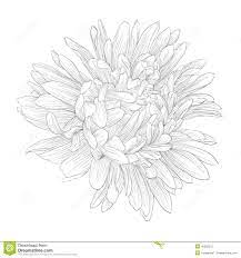 Beautiful Monochrome Black And White Aster Flower Isolated Aster Flower Tattoos Aster Flower Flower Coloring Pages