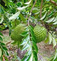 Image result for Annona muricata