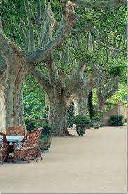 Cote De Texas News About Ginny Magher Provence Garden Beautiful Gardens Beautiful Tree