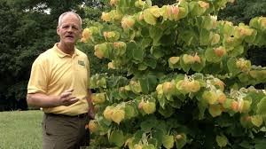 Flame thrower® eastern redbud (c. In The Garden Rising Sun Redbud Cercis Canadensis The Rising Sun Pbs
