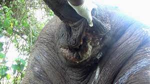 Humanity! Wildlife guardians treated Elephant suffering from maggot  infested Abscess in the anus - YouTube