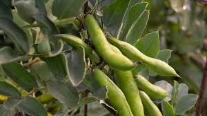 Autumn or fall sown broad bean plant in the snow, variety witkiem manita, vicia faba also known as field bean, fava, bell, horse. How To Grow Fava Beans Broad Beans