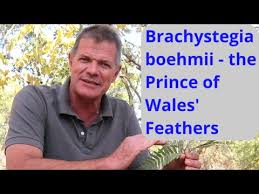 Image result for Brachystegia boehmii