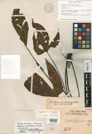 Image result for Tectaria angelicifolia