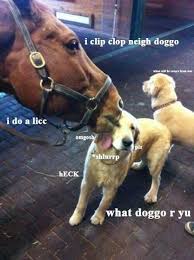 Pin By Sabrina West On Bork Memes Cute Animals Animals Friends Funny Animals